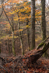 紅葉する原生林　段戸裏谷原生林