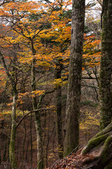紅葉する原生林　段戸裏谷原生林