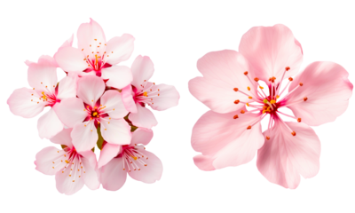 cherry blossom on a transparent background
