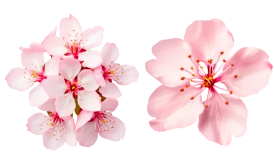 Fotobehang cherry blossom on a transparent background © PJang