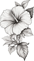 Black and white hibiscus flowers on a white background - obrazy, fototapety, plakaty