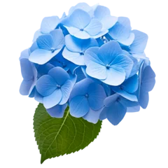 Rolgordijnen blue hydrangea flower on a transparent background © PJang