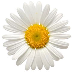 Foto op Canvas A daisy on a transparent background © PJang