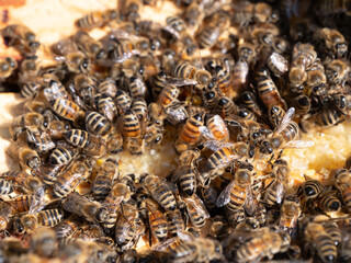 Bienen bei der Nahrungsaufnahme