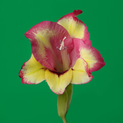 Yellow pink gladiolus flower isolated on green background.