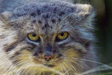 The Pallas's cat (Otocolobus manul), also called the Manul,female portait.Portrait of a rare small cat from Asia.