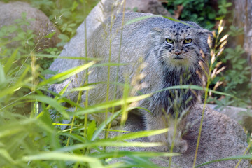 The Pallas's cat (Otocolobus manul), also called the Manul, female cat in thick green grass. A rare small cat from Asia.