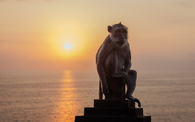 Crab-eating macaque on sunset in Uluwatu Temple, Bali, Indonesia.