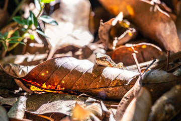 森の落ち葉に隠れる小さなトカゲ