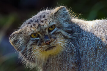 The Pallas's cat (Otocolobus manul), also called the Manul,female portait.Portrait of a rare small cat from Asia.