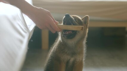 Young doggy playing with a stick. Portrait of small Shiba Inu puppy playing with coffee tree wand with its owner at home. gnawing Coffee Wood Chew Stick. pet bites a toy in woman's hand. 4k footage