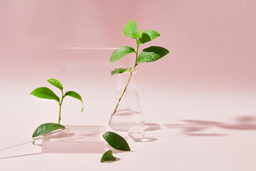 Green tea leaves and glassware are displayed on a pastel pink background. Space for product display. Green tea prevents the production of collagen-degrading enzymes in the skin.