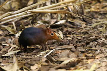 The black and rufous elephant shrew(Rhynchocyon petersi), the black and rufous sengi or the Zanj elephant shrew in thick dry branches.