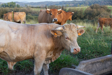 Close-up of Charolais bull on meadow with brown mountain cows behind
