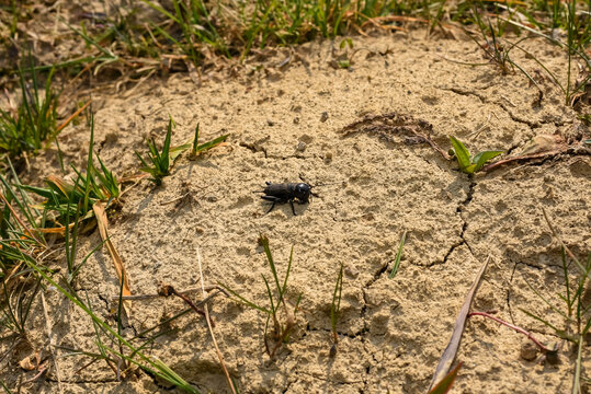 Black cricket on the sand