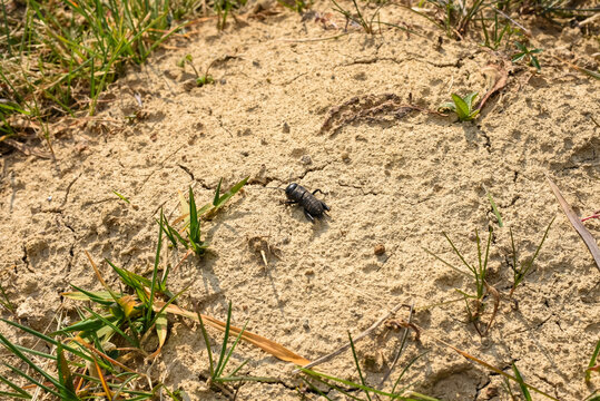 Black cricket on the sand