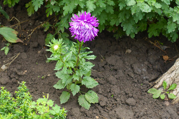Full length view of China aster with one purple flower in August