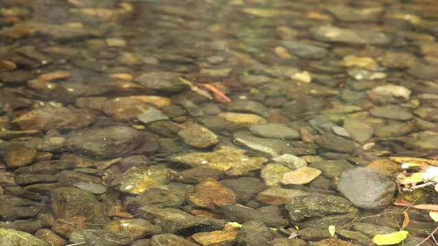 Close up of water flowing in shallow stream, revealing rocks underneath.