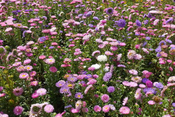Abundant pink, violet and white flowers of China asters in September