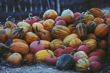 Lots of orange, yellow, green and striped pumpkins in the yard on a cloudy fall day. Pumpkins collected from the field, piled in a heap outdoors. A group of pumpkins. Thanksgiving.