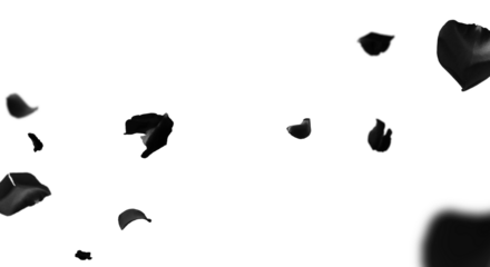 falling black rose petals, flying dark floral element, goth flower petal rain, isolated white background, png cutout, mourning funeral decor, realistic silk rose