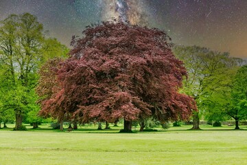 Stunning landscape of trees in a lush green under shining in the night sky