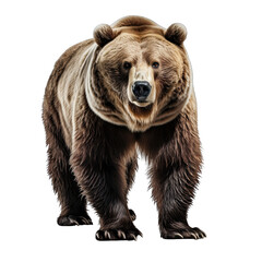 Bear Isolated on Transparent or White Background, PNG