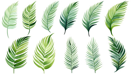 Fototapeta premium set of watercolor palm leaves isolated on white background