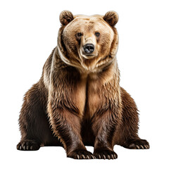 Bear Isolated on Transparent or White Background, PNG - obrazy, fototapety, plakaty