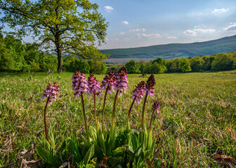 Lady orchid Orchis purpurea flowering protected plants, beutiful purple white flowers in bloom on tall green stem also with buds
