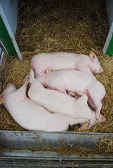 cute newborn piglets are laying inside