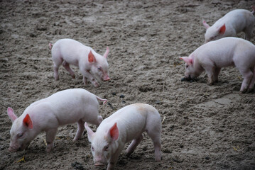 cute newborn piglets are playing outside