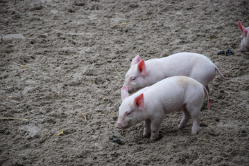two pigs are running and playing