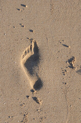 footprints from a summer morning walk at a sandy beach