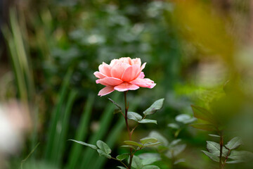 Pink rose close up, selective focus