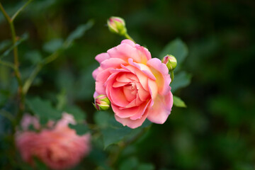 Pink rose in a garden close up