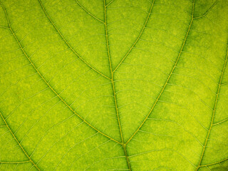 Green leaf macro texture, ecology background