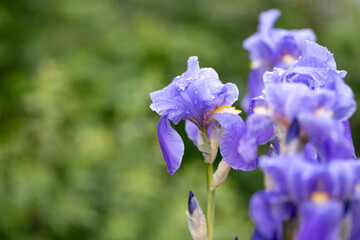 Iris pallida flowers in garden