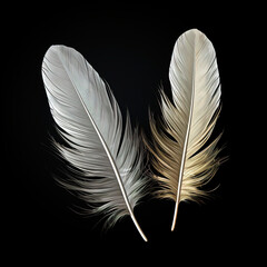 Set of white feathers isolated cutout on a black background.