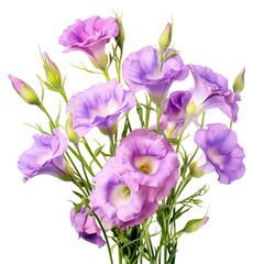 Lisianthus eustoma violent isolated on transparent background, png