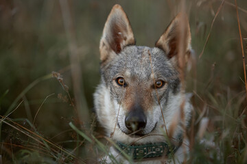 A dog of the Czechoslovakian Wolfdog breed sits calmly and lies on a green meadow on a summer day....