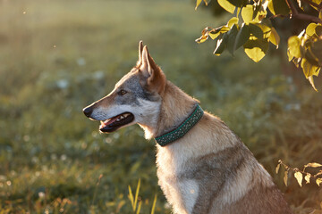 A dog of the Czechoslovakian Wolfdog breed sits calmly and lies on a green meadow on a summer day....