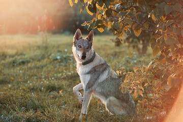 A dog of the Czechoslovakian Wolfdog breed sits calmly and lies on a green meadow on a summer day....