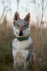 A dog of the Czechoslovakian Wolfdog breed sits calmly and lies on a green meadow on a summer day....