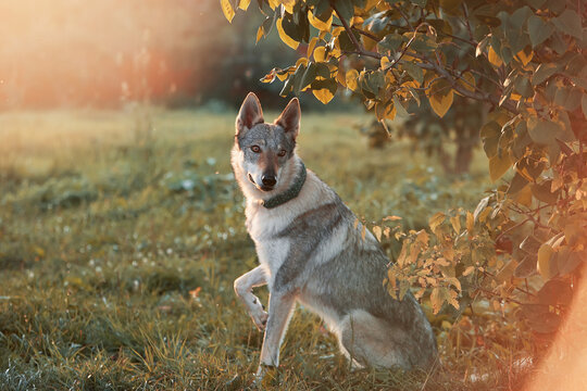 A dog of the Czechoslovakian Wolfdog breed sits calmly and lies on a green meadow on a summer day. Looking into the camera. Content for the site.