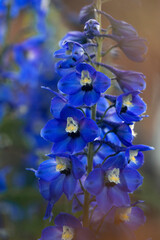 Close up of a bright blue Delphinium flower which is in full flower