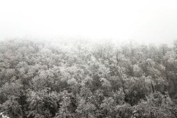 snow covered trees