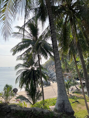 Obraz premium palm tree on the beach, Phuket, Thailand. Beautiful view