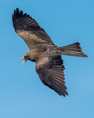 Obraz premium Black kite soaring through a blue sky with food in its beak