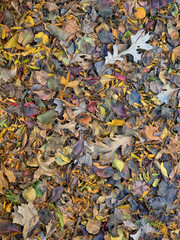 Autumn forst scene in late fall in Central Park